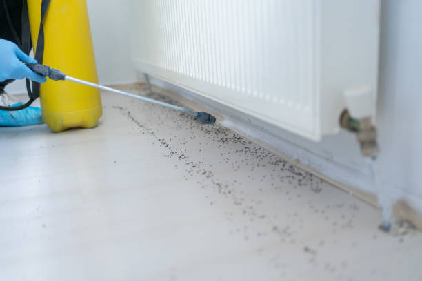 Best Wasp Removal Services  in West Chicago, IL